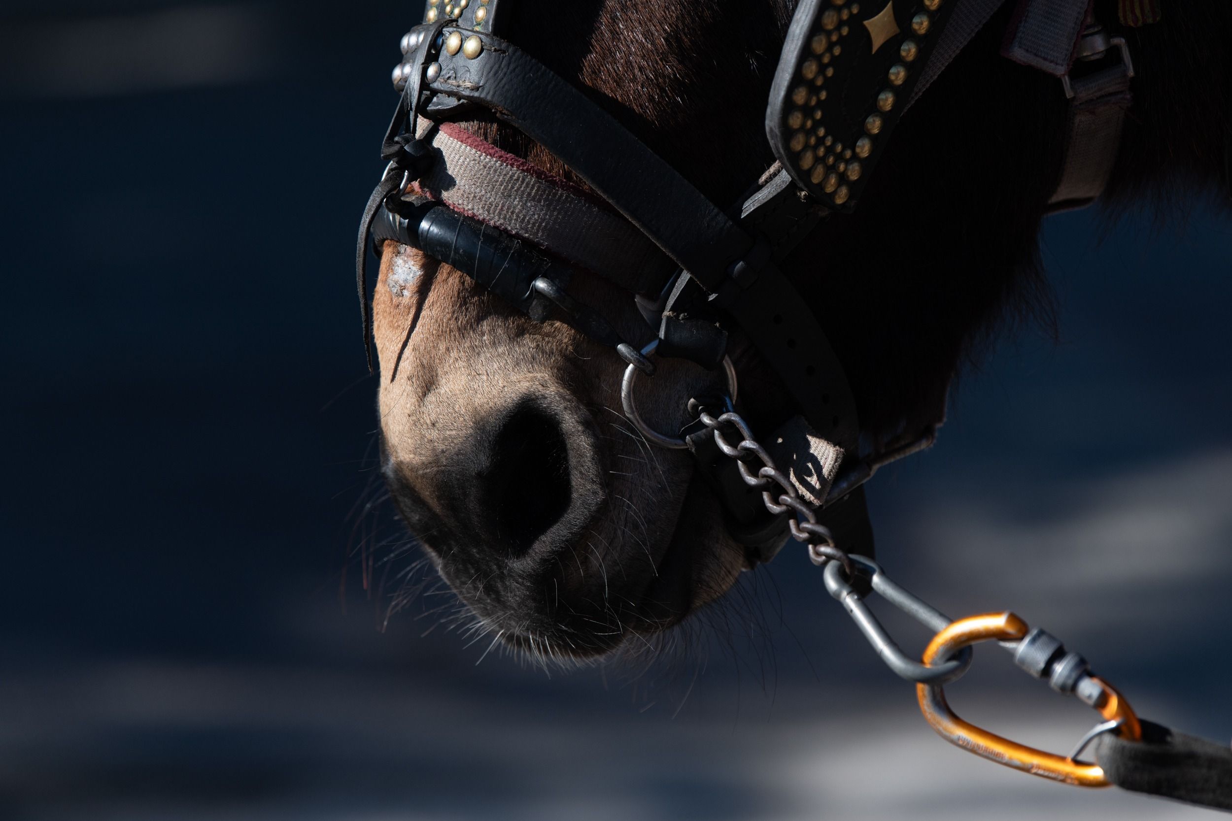 Bel Gonzalez_Animals View_ TRES TOMBS | En honor al especismo